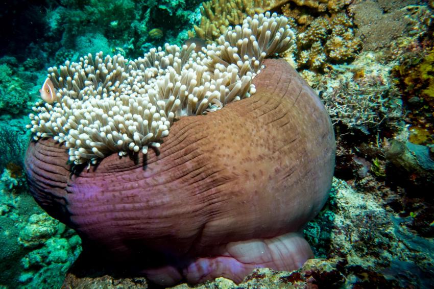 Selayar Dive Resort, Indonesien, Sulawesi