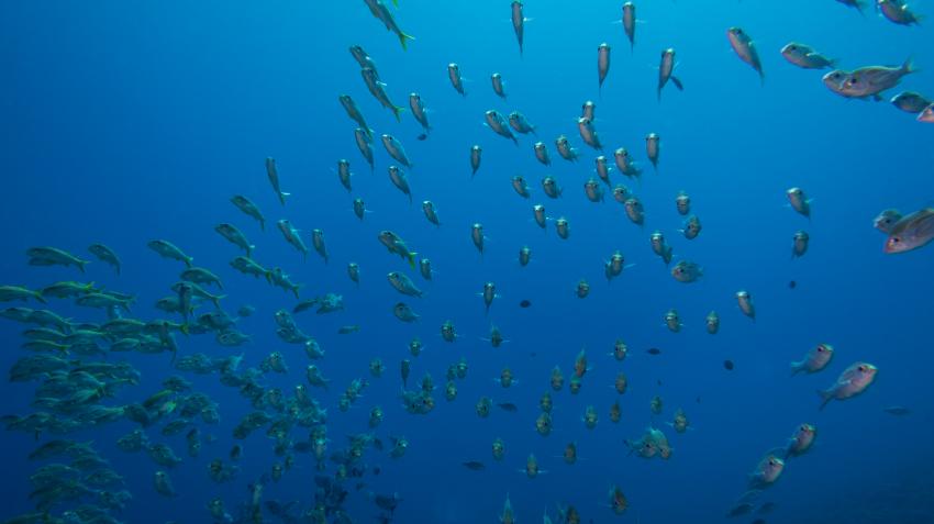 Bora Bora 05.2013, TOP-Dive Center Bora Bora,Französisch-Polynesien