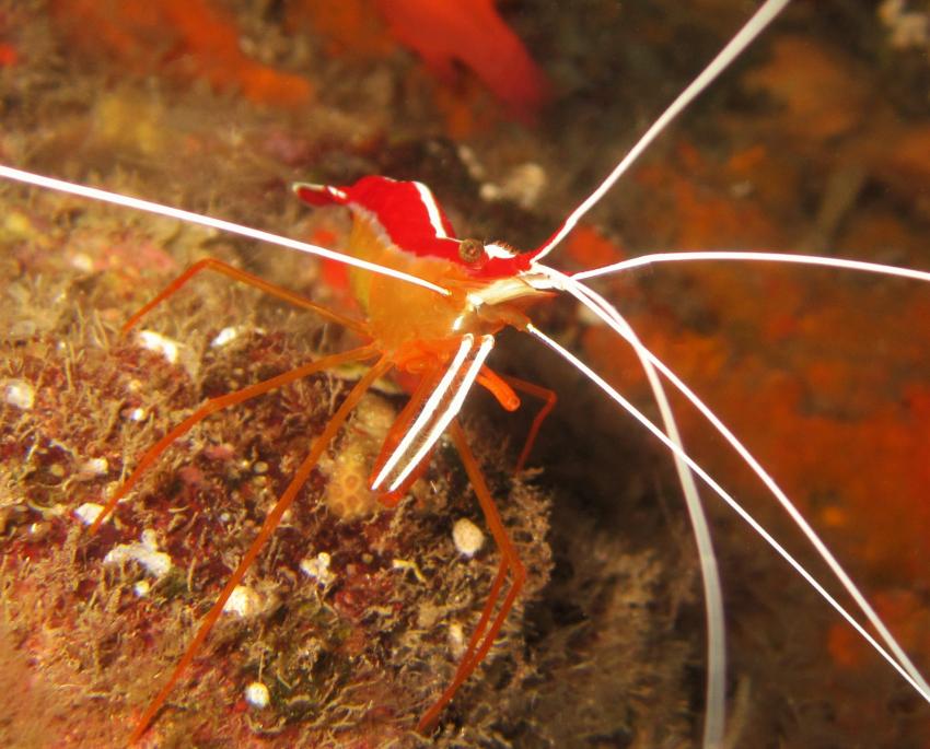 shrimp, diving gran canaria, Zeus Dive Center, Playa del Ingles, Gran Canaria, Spanien, Kanaren (Kanarische Inseln)