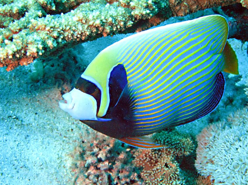 Brayka Bay, Brayka Bay,Ägypten