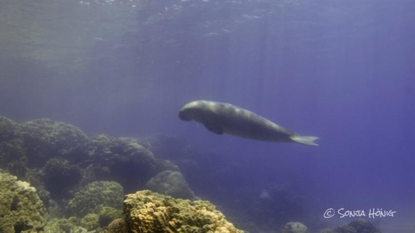 Dugong arriving, diving.DE Akassia, Ägypten, El Quseir bis Port Ghalib