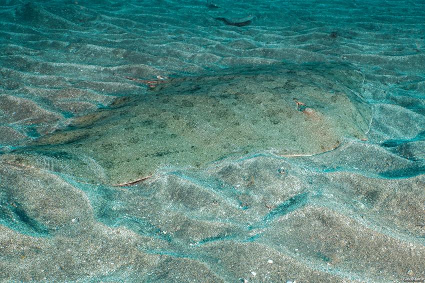 geflügelter Falterrochen, Zeus Dive Center, Playa del Ingles, Gran Canaria, Spanien, Kanaren (Kanarische Inseln)