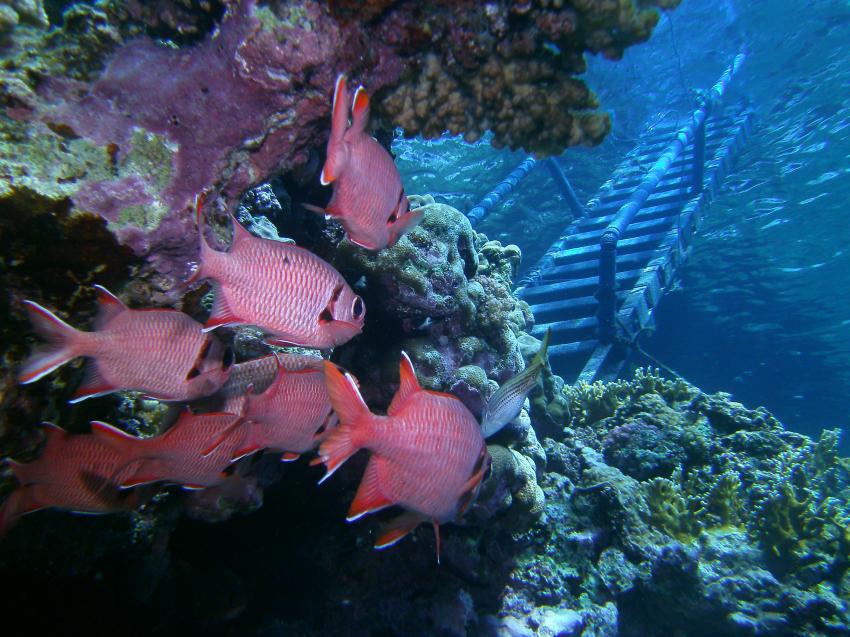 Ausstieg Hausriff, diving.DE Akassia, Ägypten, El Quseir bis Port Ghalib