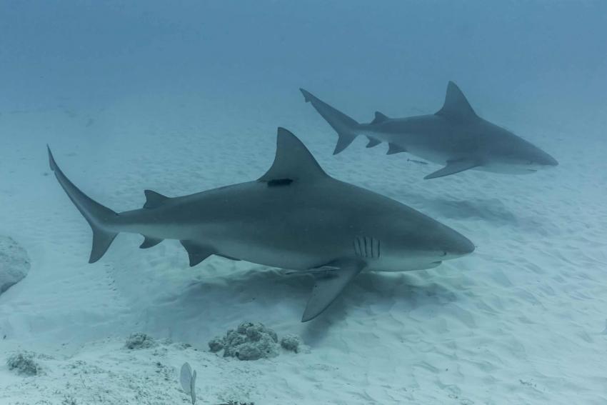 Bullshark, Bullenhaie, Bullshark, Playa del Carmen, Mayan Riviera, Diving Reality, Mexiko