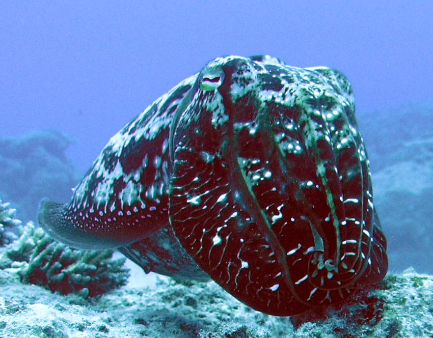 Cairns Outer Reef, Cairns Outer Reef,Australien