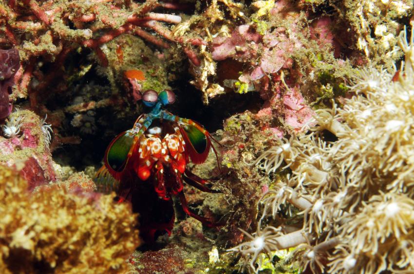 diverse Tauchplätze Juni/Juli 2009, Lembeh Strait,Indonesien