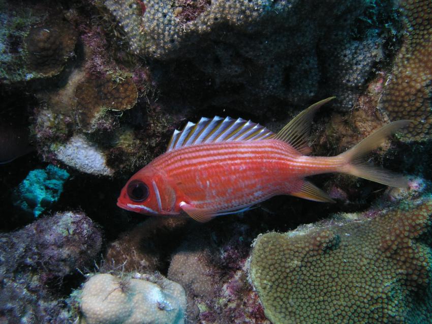 Bonaire, Bonaire,Niederländische Antillen,soldatenfisch,rot