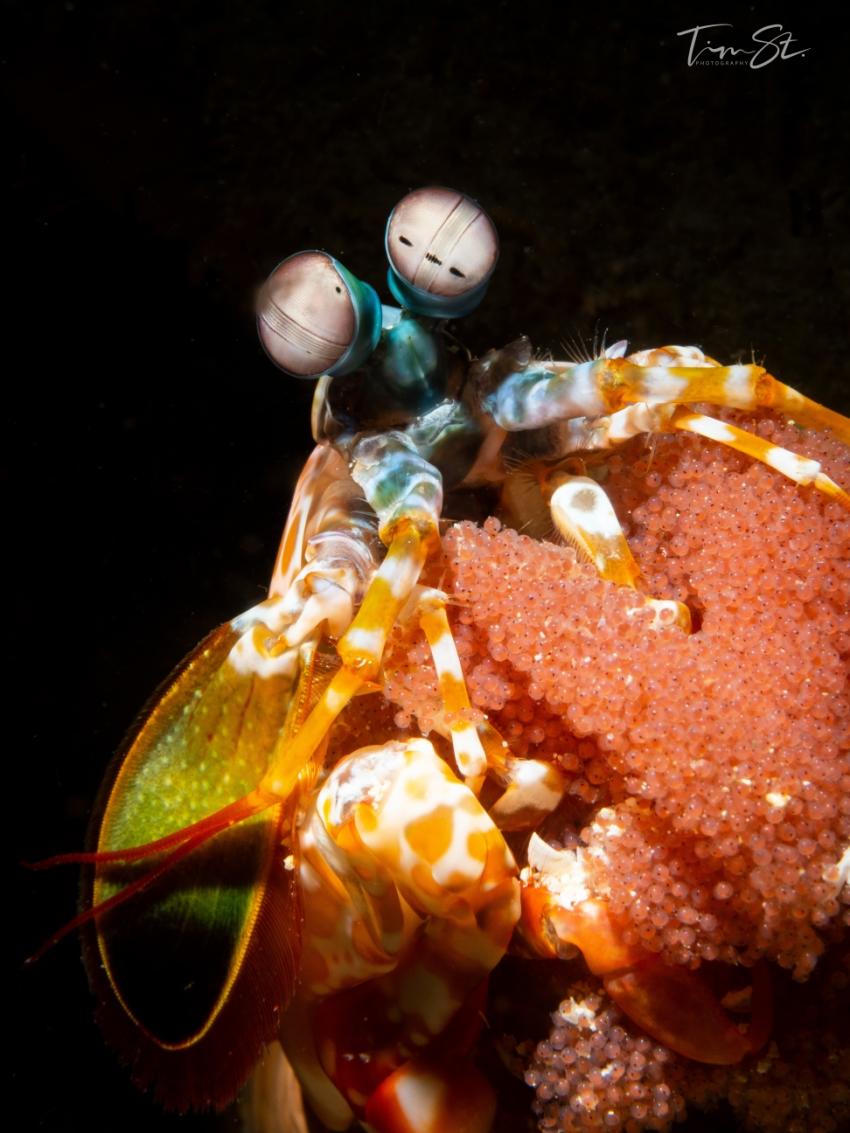 Magic Island, Moalboal, Cebu, Philippinen