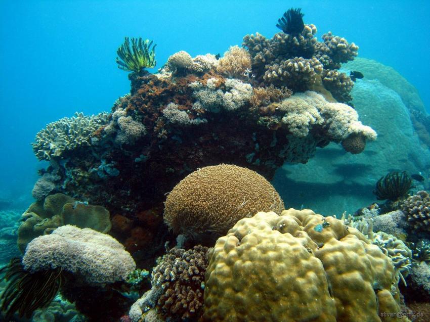 Apo Island, Apo Island,Philippinen