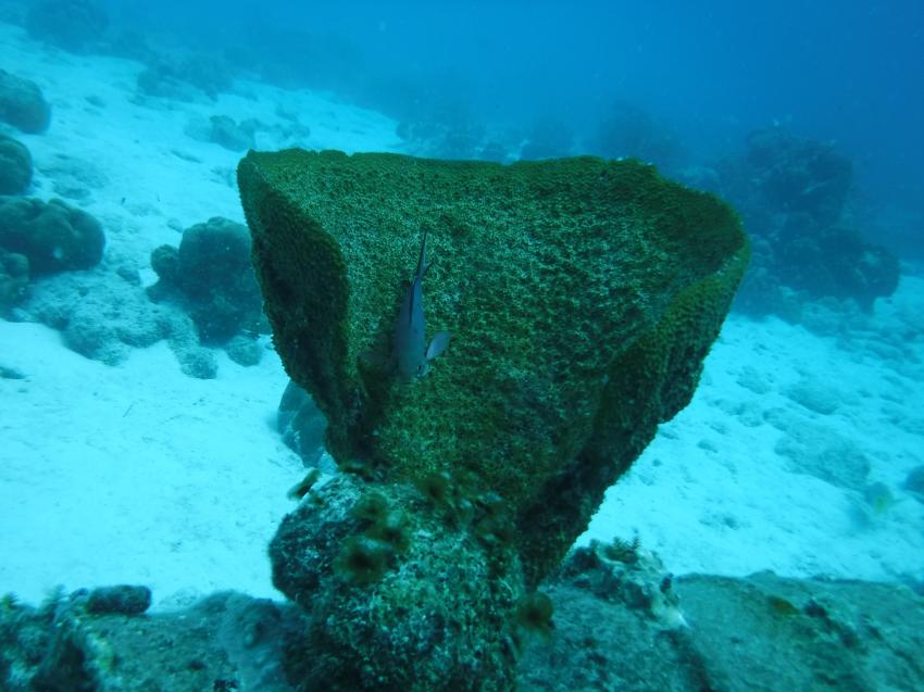 Koralle am Hausriff, Divi Dive, Kralendijk, Bonaire, Niederländische Antillen, Bonaire