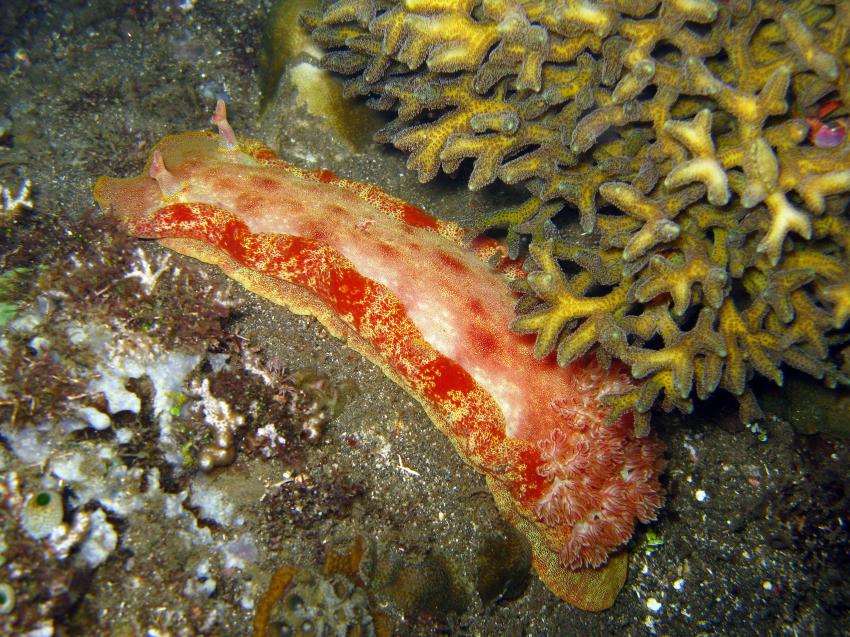 Bunaken-Park, Bunaken (Nationalpark Bunaken),Indonesien,spanische,Tänzerin