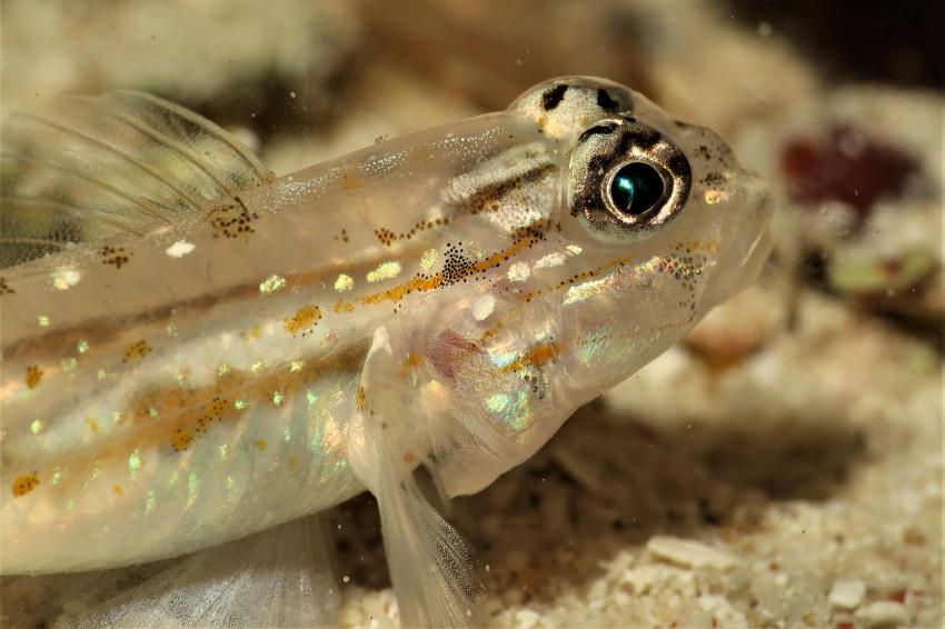 Fahle Grundel, Villa Mango Curacao Dive Center, Willemstad, Niederländische Antillen, Curaçao