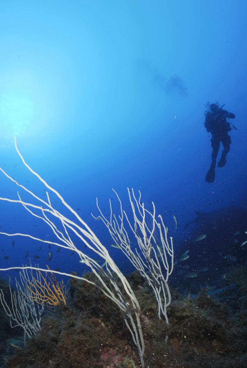 La Perla Nera Diving  Ustica, Italien