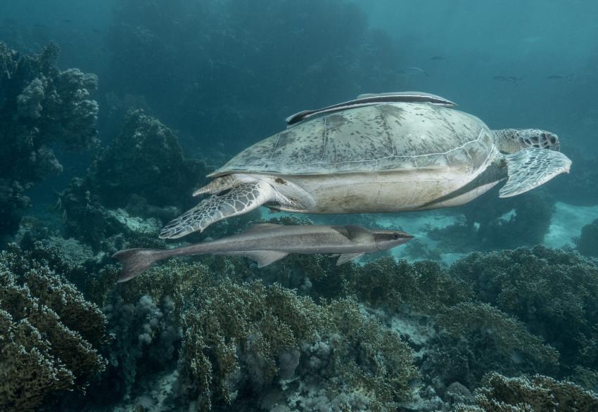 Safari Brother - Daedalus - Elphinstone March 2014, Brother Islands / Deadalus Reef,Ägypten