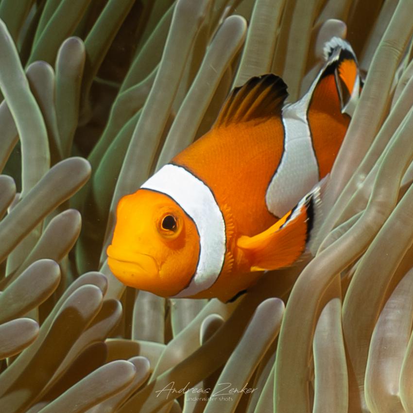 Nemo, Khao Lak Explorer Dive Center, Thailand, Andamanensee