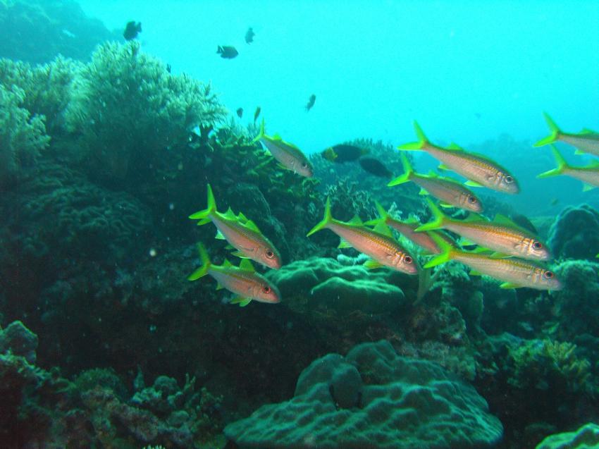 Aberratin Dive Club, Hausriff, Aberratin Dive Club,Hausriff,Philippinen