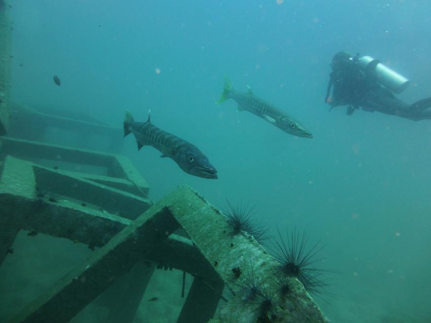 Barracudas bei Sail Rock, Member Diving, Koh Samui, Thailand, Golf von Thailand