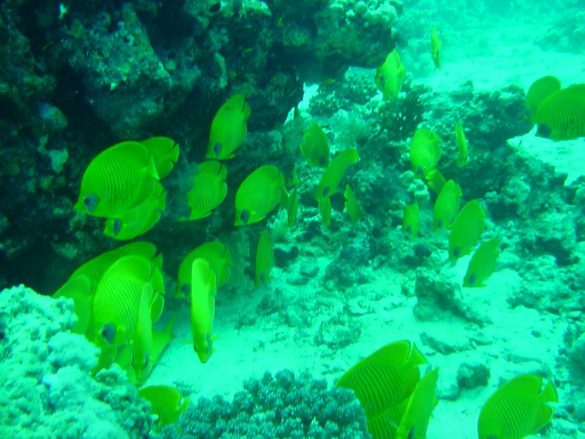 Safaga, Safaga - allgemein,Ägypten