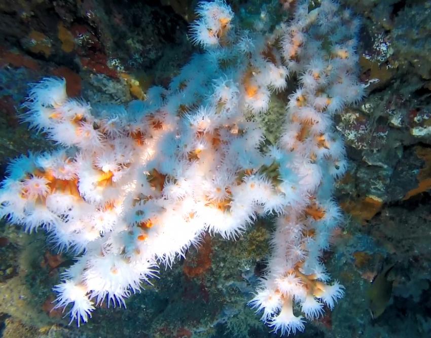 Koralle, Aquanautic Club Lanzarote (ex Speedy's Diving Center), Spanien, Kanaren (Kanarische Inseln)