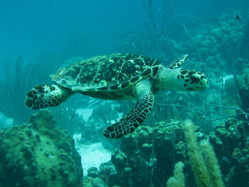 Bonaire, Bonaire,Niederländische Antillen,Schildkröte