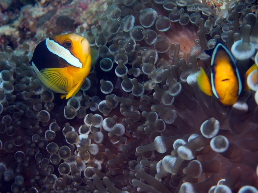 viele Nemos und eine Schildkröte, Ari Atoll Bathala,Malediven