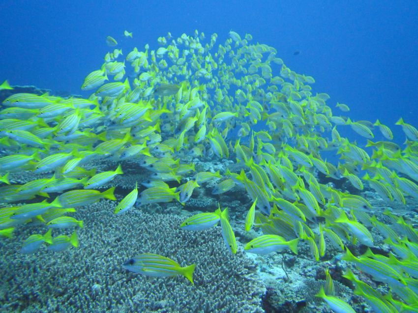 Hodhaidhoo Thila, Fischschwarm, Korallen, Hodhaidhoo Thila, The Barefoot Diving Center, Hanimadhoo, Malediven