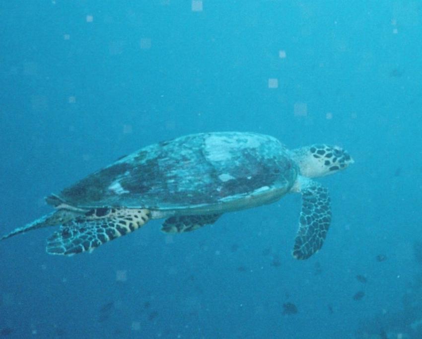 Insel Mindoro, Mindoro,Philippinen,Schildkröte