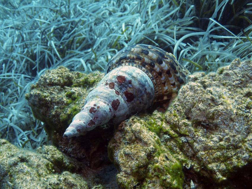 Faszination Mittelmeer, Südliche Ägäis - Symi - Halbinsel Datca,Türkei