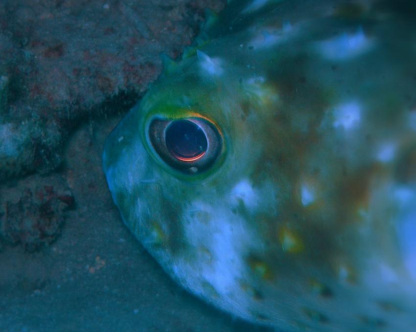 Brayka Bay, Brayka Bay,Ägypten