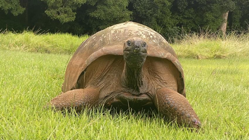 Schildkröte, Sub-Tropic Adventures, Jamestown - St.Helena, St. Helena, Ascension und Tristan da Cunha