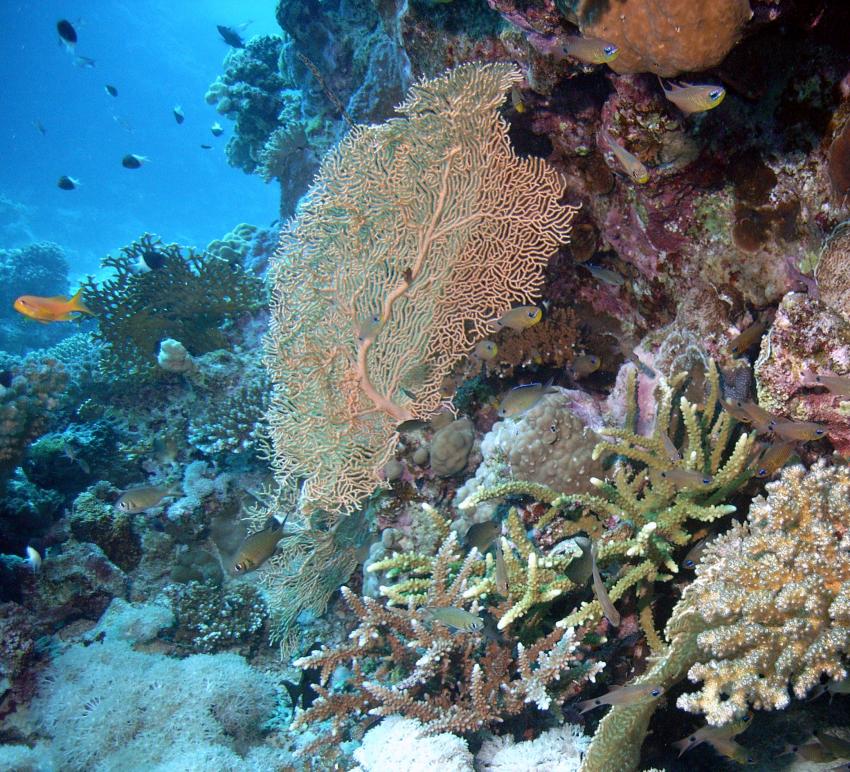 Safaga 01/2011 Teil 4, Safaga - allgemein,Ägypten