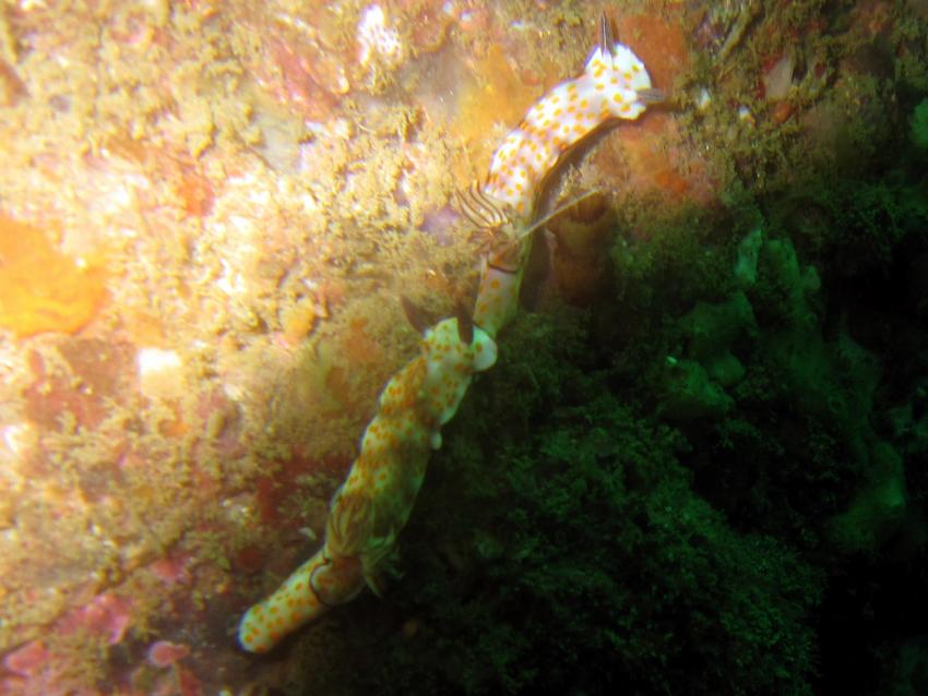 Nacktschnecken rund um Unawatuna, Unawatuna,Sri Lanka