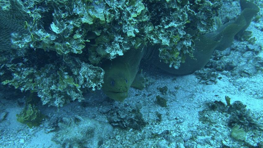 Cozumel Dive School, Mexiko