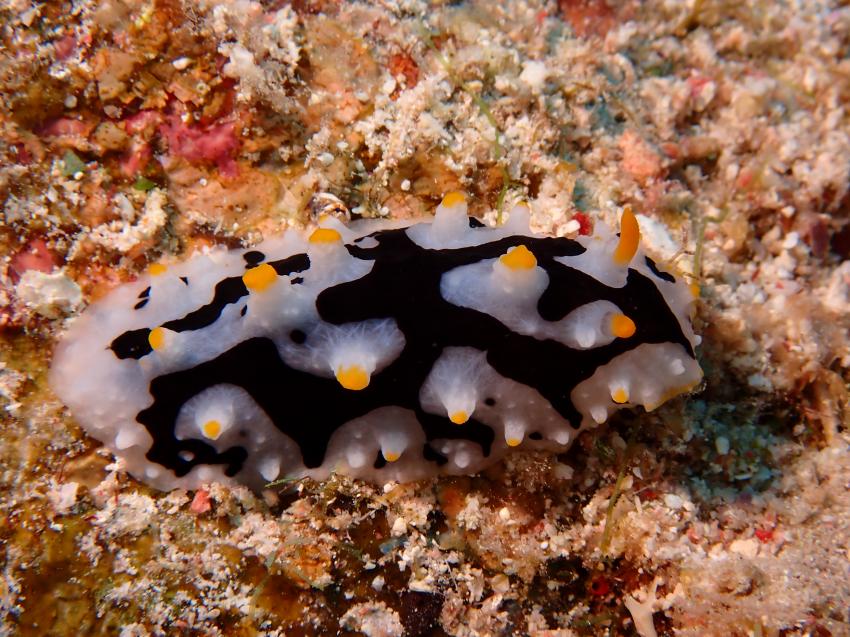 Atlantik Diving Center, Ägypten, El Quseir bis Port Ghalib