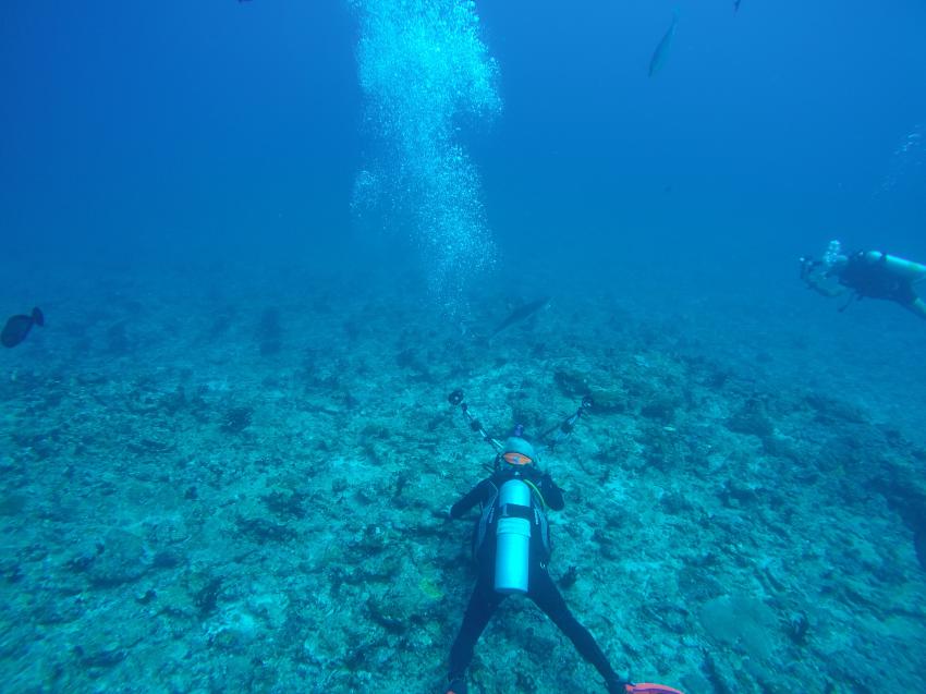 Putzstation für Graue Riffhaie, DivePoint Rannalhi, Malediven