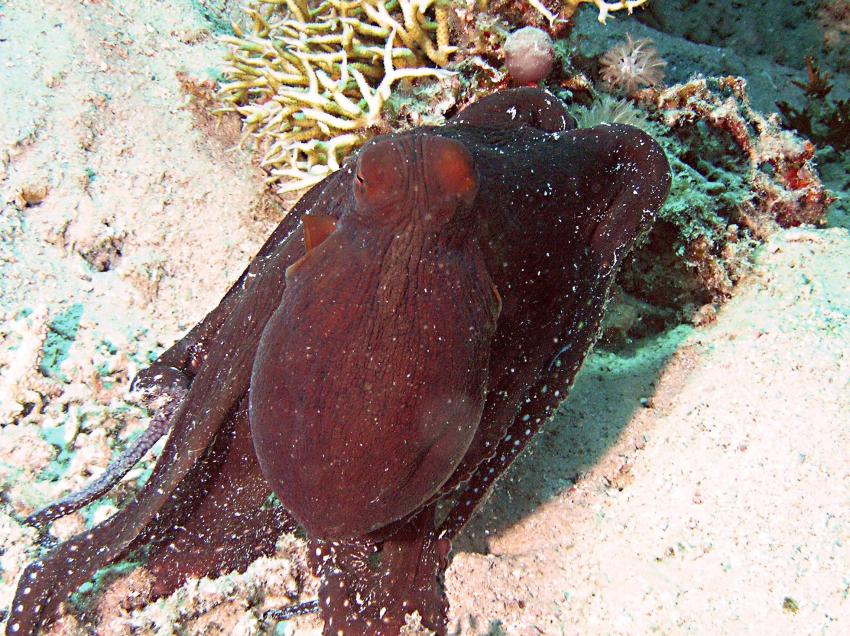 Brayka Bay, Brayka Bay,Ägypten