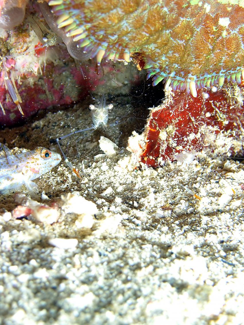 Siqujior, Aberration Dive Club, Siquijor,Philippinen