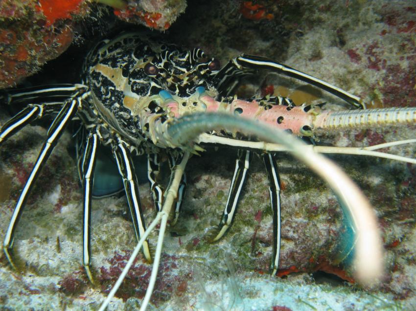 Kuramathi - Rasdhoo Atoll, Kurumathi - Rasdhoo Atoll (Ross Atoll),Malediven,lobster,hummer,fühler