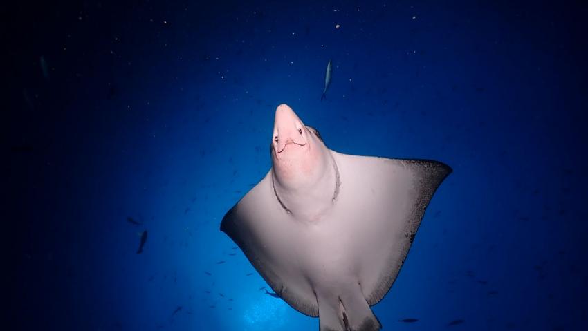 DivePoint Guraidhoo, Malediven