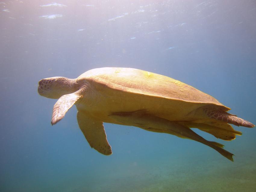 Schildkröten und andere Meeresbewohner