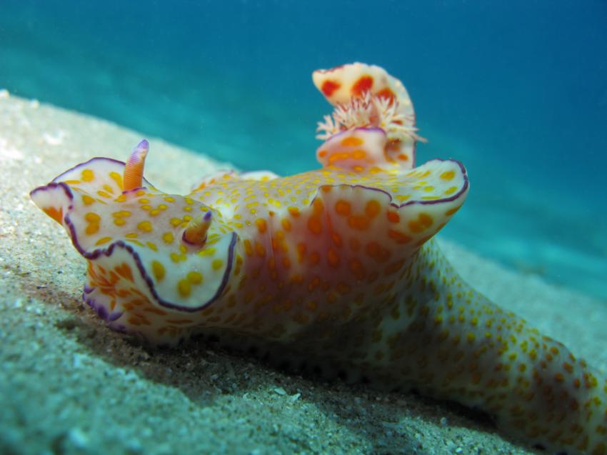 Golf von Aqaba 2, Golf von Aqaba,Jordanien,Prachtsternschnecken,LangschwanCeratosoma