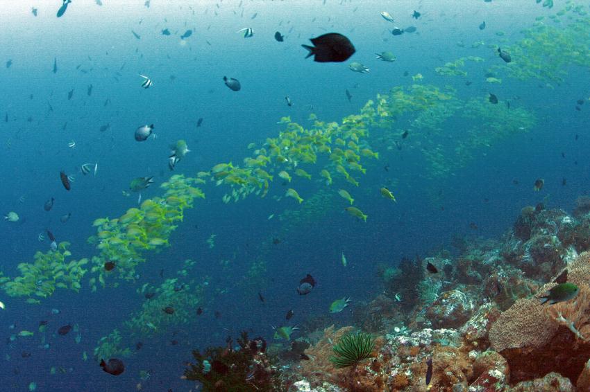 Pulau(= Insel) Sahaung (Bangka Archipel), Pulau Sahaung,Indonesien,Ein Schwarm Blaustreifen-Schnapper (Lutjanus kadmira)