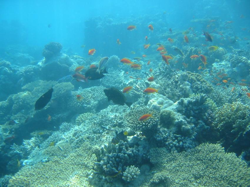 Hurghada - Makadi Bay, Makadi Bay,Ägypten