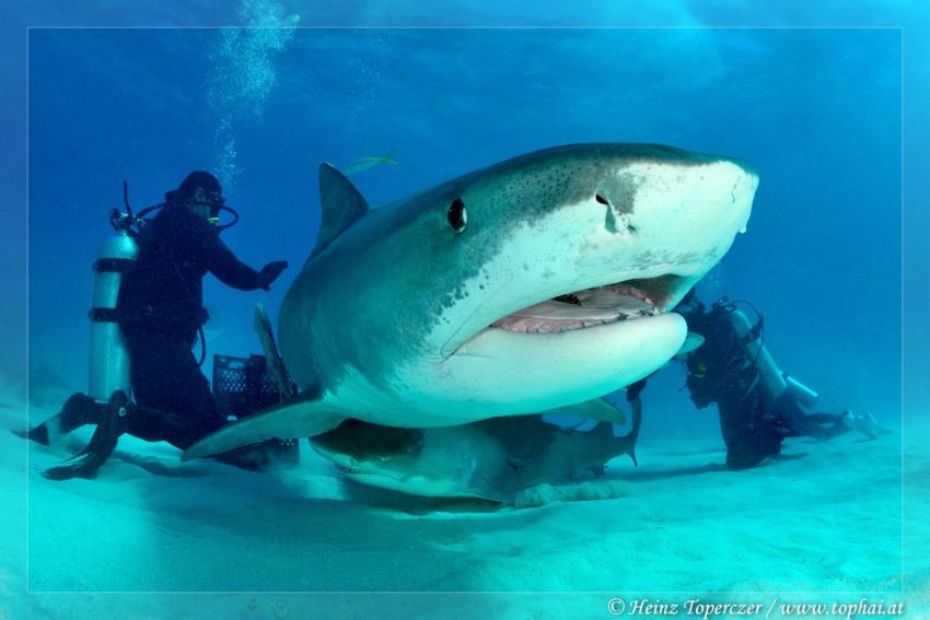 Sharkshow, Fish Tales,Bahamas