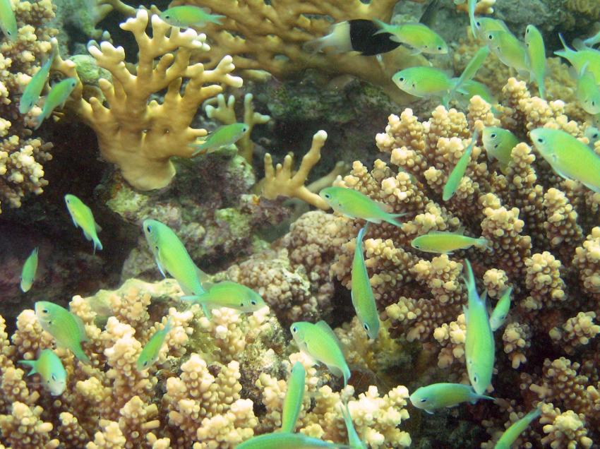 Brayka Bay, Brayka Bay,Ägypten