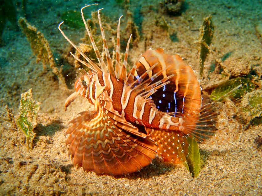 Takatuka Divers Galerie, Sipalay,Philippinen