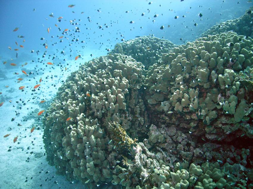 Safaga 01/2011 Teil 4, Safaga - allgemein,Ägypten