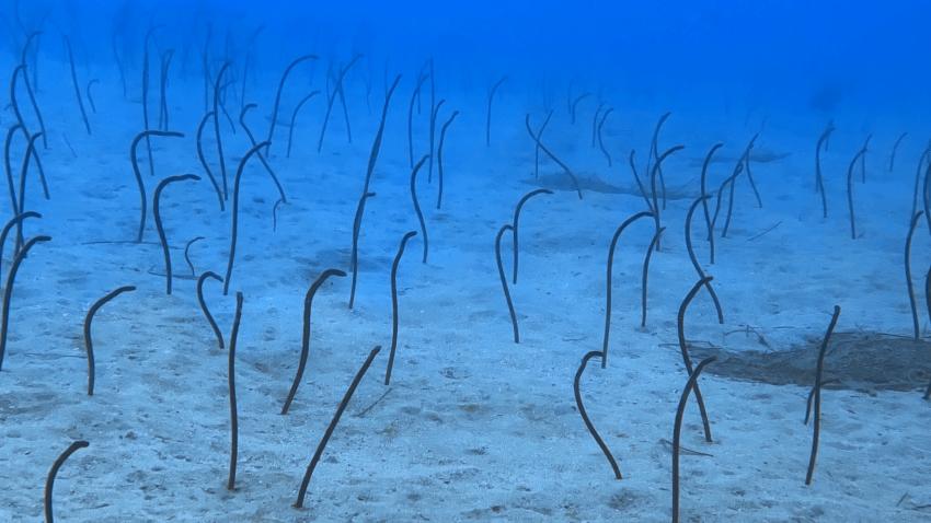 Fuerteventura Diving, Esquinzo, Spanien, Kanaren (Kanarische Inseln)