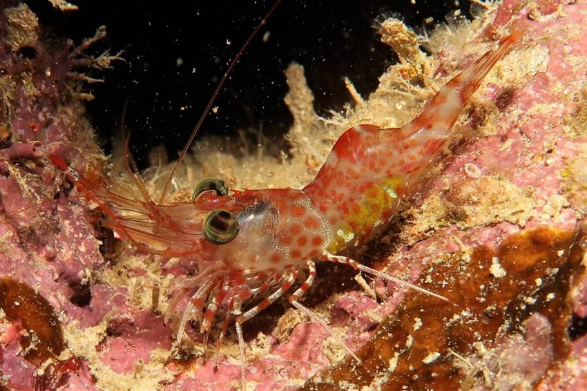 Garnele, Villa Mango Curacao Dive Center, Willemstad, Niederländische Antillen, Curaçao