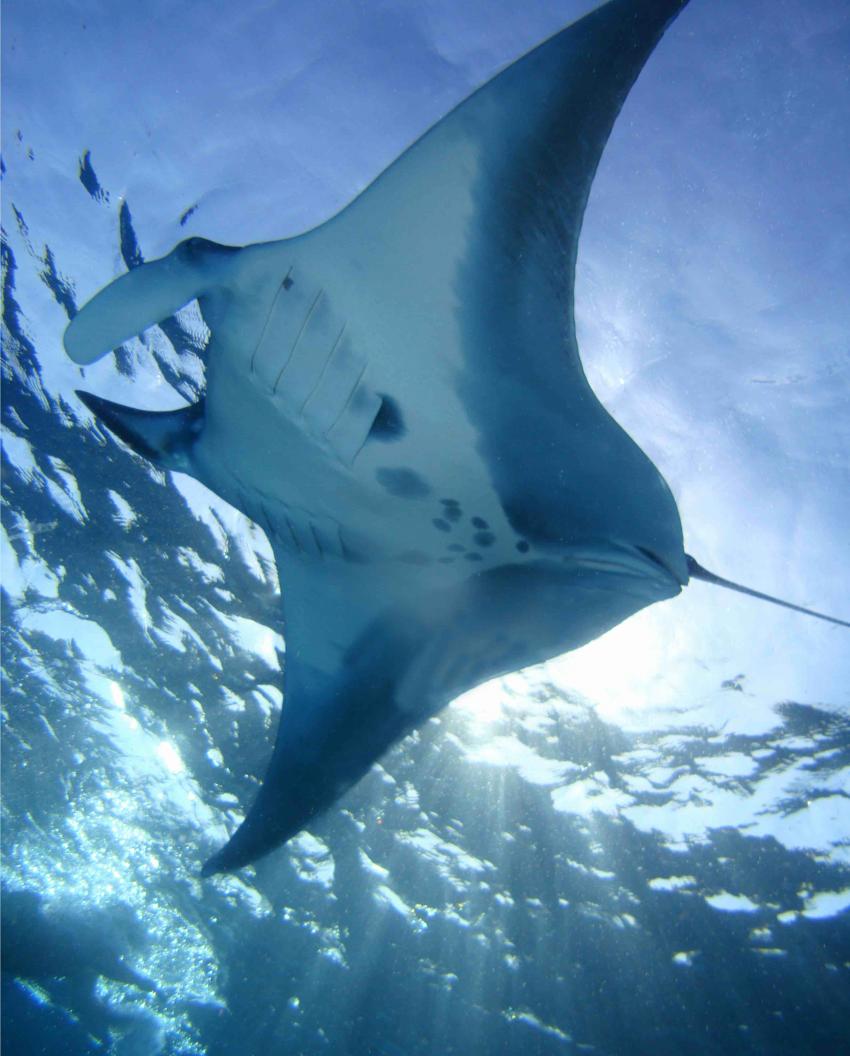 MANTA , Red Sea Waterworld, Sharm el Sheikh, Ägypten, Sinai-Süd bis Nabq